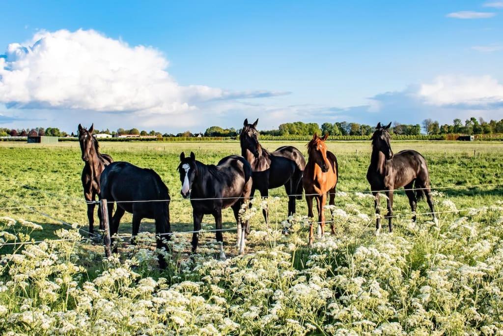 Van Doremaele Luxury Guesthouse Velddriel エクステリア 写真